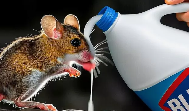 Most People Don't Use This Tip for Mice in Spring, But it Works Like Magic